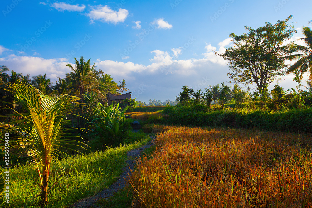 Ubud rice fields