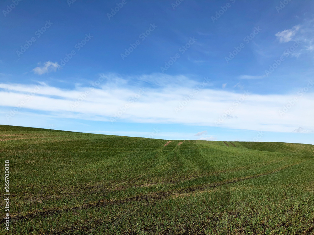 Beautiful green field and blue sky in Denmark
