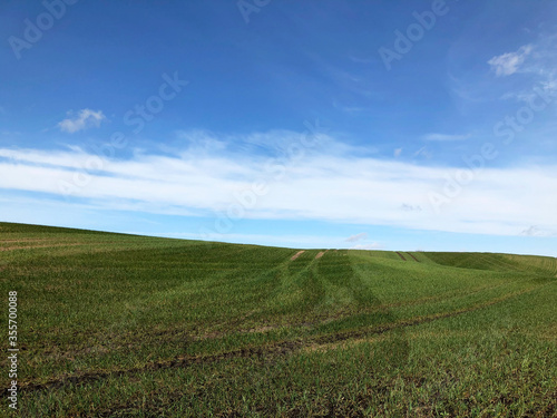 Beautiful green field and blue sky in Denmark