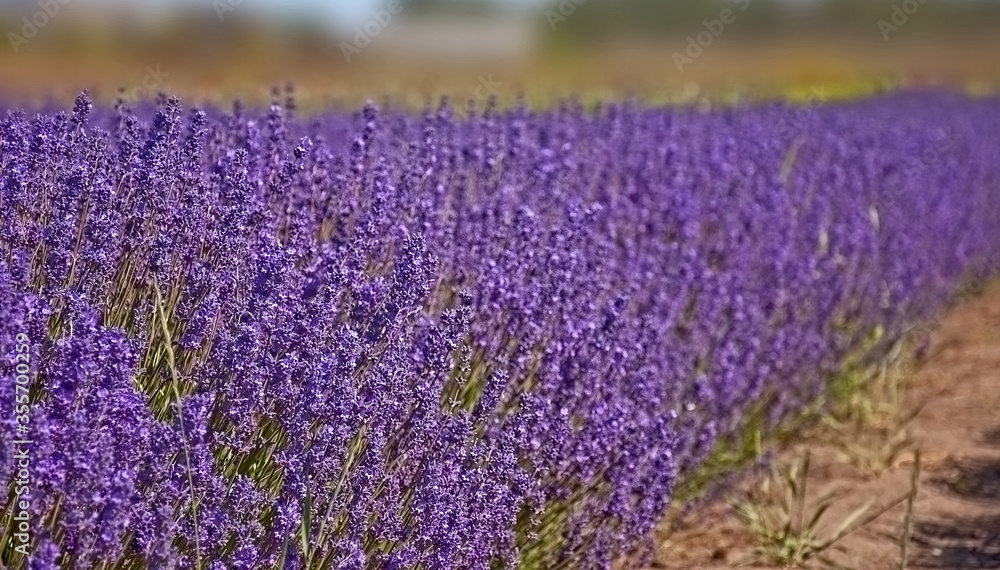 Obraz premium Lavender landscape big purple row of lavender herbs growing with selective focus.