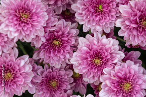 Beautiful Pink chrysanthemum