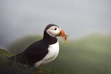 Puffins - nordic birds found in Faroe Islands, Iceland, and Scotland