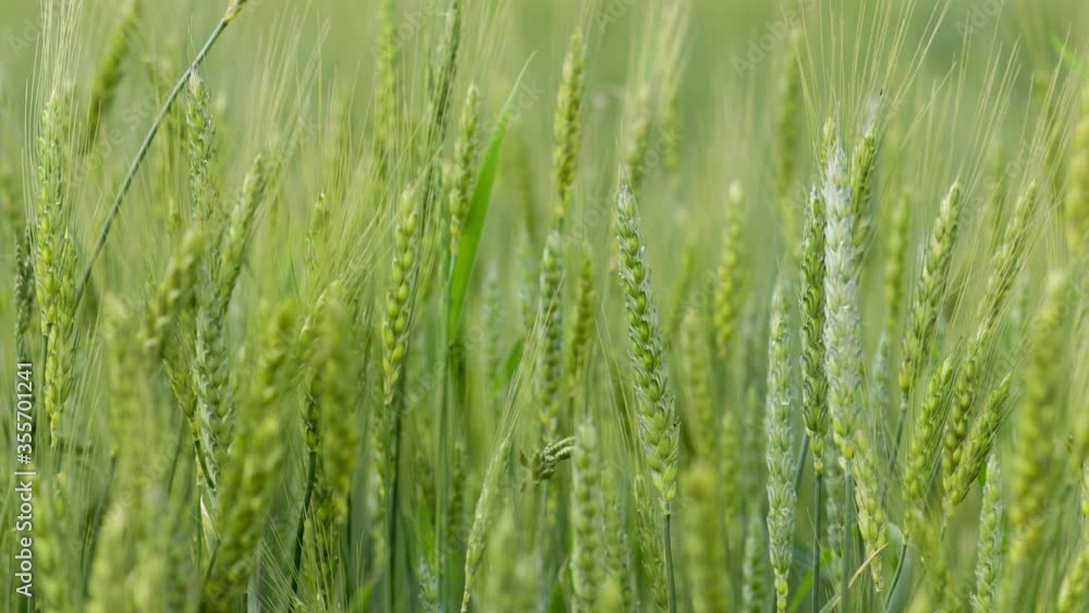 Field of green wheat at sunny cloudy summer time. Crop plants swinging in summer breeze. Agriculture harvest grove. Agricultural growth and farming concept. Field of green wheat at sunny cloudy summer time. Crop plants swinging in summer breeze. Agriculture harvest grove. Agricultural growth and farming concept.