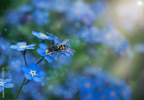 A syrphidae fly on a forget me not flower with sunbeams, spotlights and bokeh