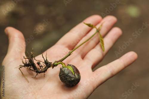 Acorn sprout on the palm of a hand.