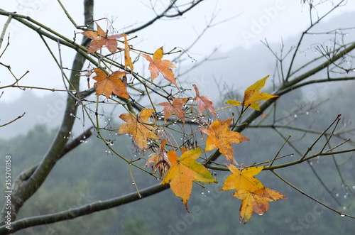 autumn leaves in the rain