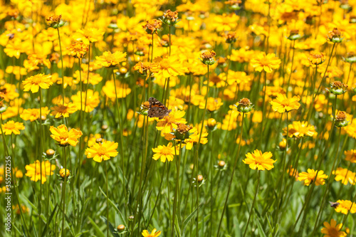 Yellow flowers field, a butterfly is sitting on the plant, beautiful summer wallpaper
