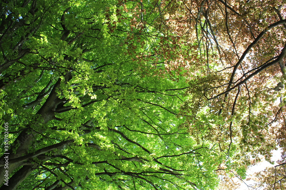Fresh new leaves brighten from spring sunshine Fresh new leaves brighten from spring sunshine