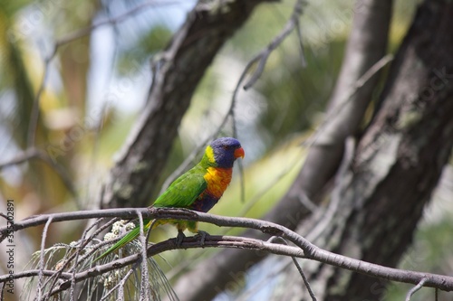 Parakeets / Lorikeets flying around trees in Fraser Island