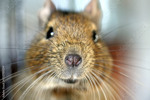 Close up of a degu's face.
