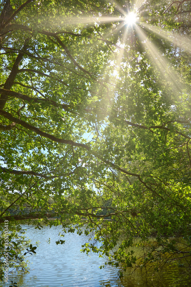 Obraz premium Baum am Ufer eines von der Sonne beschienenden Sees.