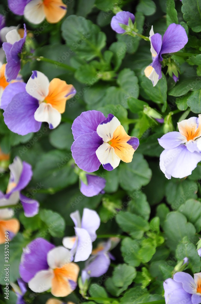 Viola tricolor flower Viola tricolor flower