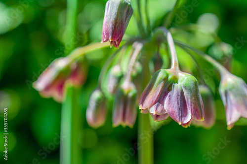 pink lily flower photo