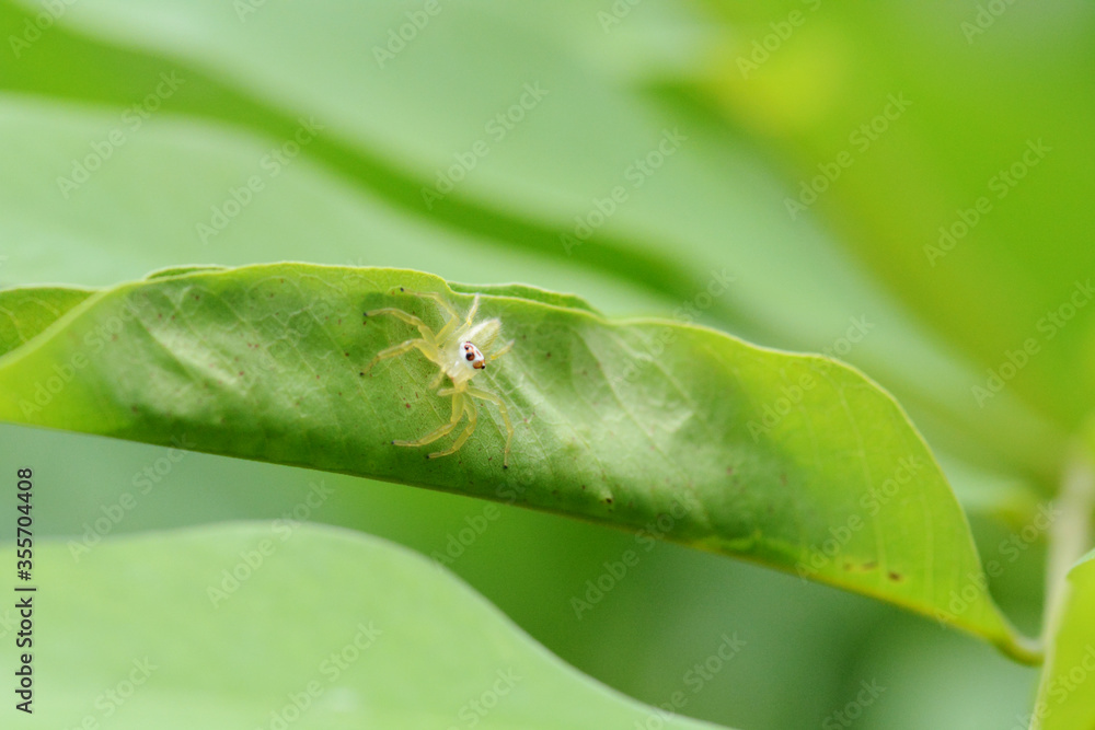 spider on leaf