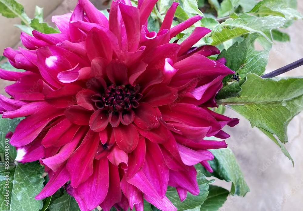 pink petals dahlia flowers pink petals dahlia flowers