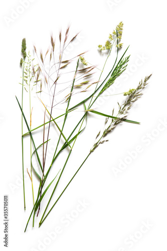 Arrangement with different wild grasses, like dactylis, brome and ryegrass isolated on a white background with copy space