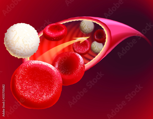 Illustration of circulating blood containing both red and white blood cells, vector.