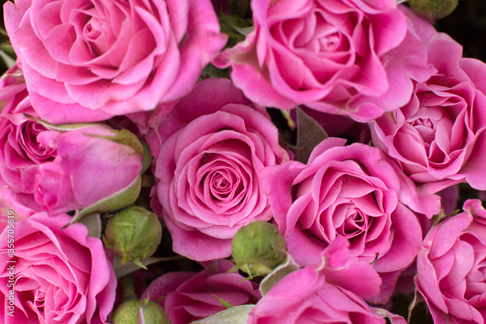 Beautiful pink roses close up. Flower wallpaper. Bouquet of roses macro. Beautiful pink roses close up. Flower wallpaper. Bouquet of roses macro.