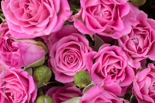 Beautiful pink roses close up. Flower wallpaper. Bouquet of roses macro. 