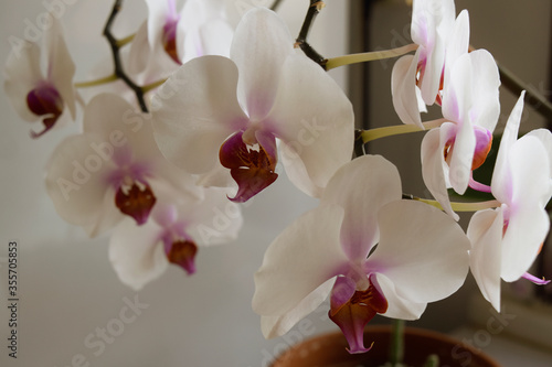 white orchids background  flower 