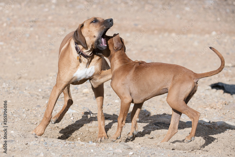Two Rhodesian Ridgeback Dogs Playing 