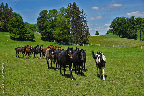 Pferdeherde auf der Schwäbischen Alb, herd of horses on the swabian alb © JRG
