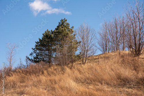 Bare Trees and Brush © RHC Photography