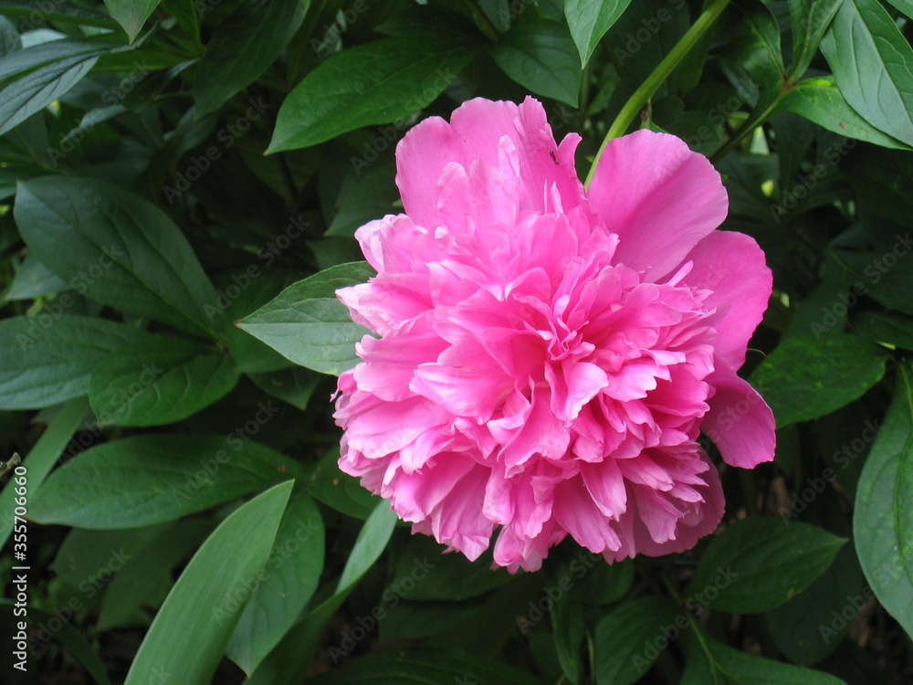 Blume Blume