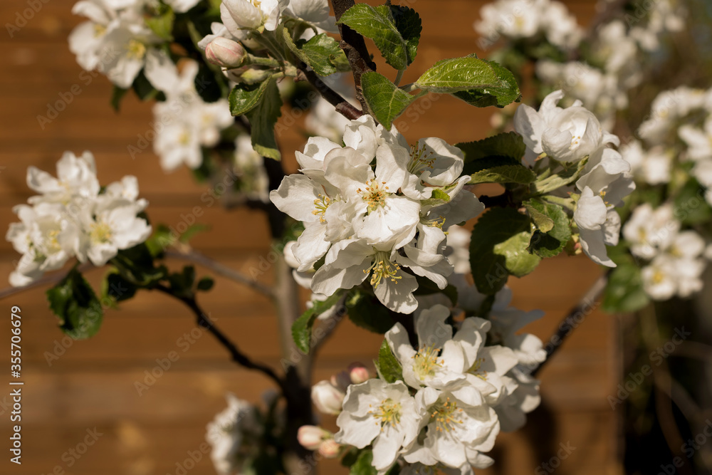 Obraz premium Apple tree blossom