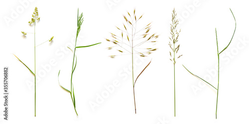 Row from beautiful wild grasses like orchard grass, barren brome and ryegrass isolated on a white background with copy space photo