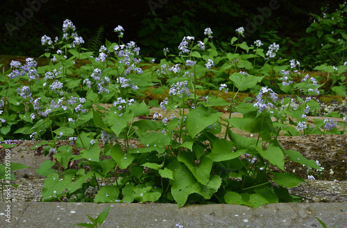 Ausdauerndes Silberblatt, Lunaria rediviva, perennial honesty photo