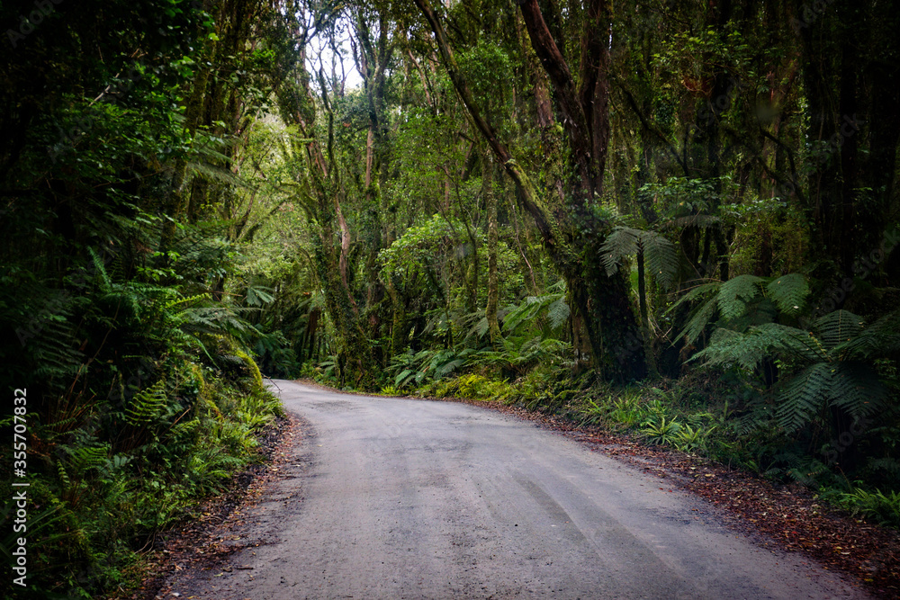 Fototapeta premium New Zealand Forest