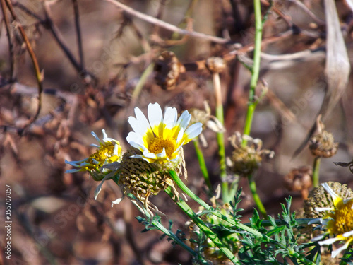 NATURE - FLOWER
BADAJOZ (SPAIN)
CAMERA FINEPIX S2980 BRIDGE

AMATEUR PHOTO
5 JUNE 2020
 photo