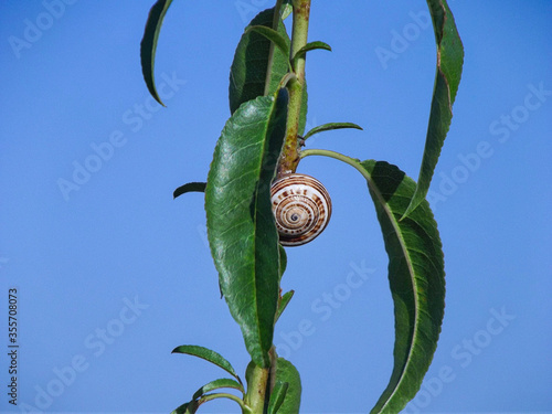 SNAIL - NATURE
BADAJOZ (SPAIN)
CAMERA FINEPIX S2980 BRIDGE
5 JUNE 2020

AMATEUR PHOTO photo