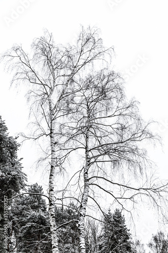 Birch trees against white sky. Black and white  vertical photo.