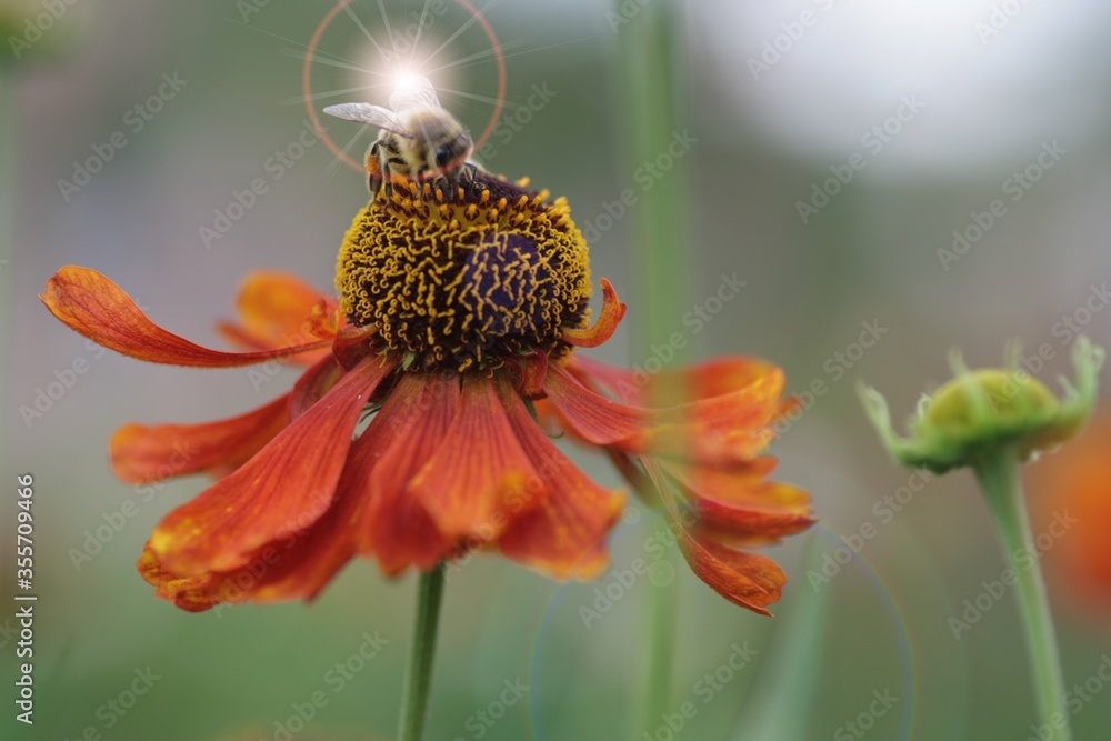 bee on flower