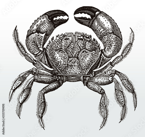 Warty or yellow crab, eriphia verrucosa in top view after an antique illustration from the 19th century