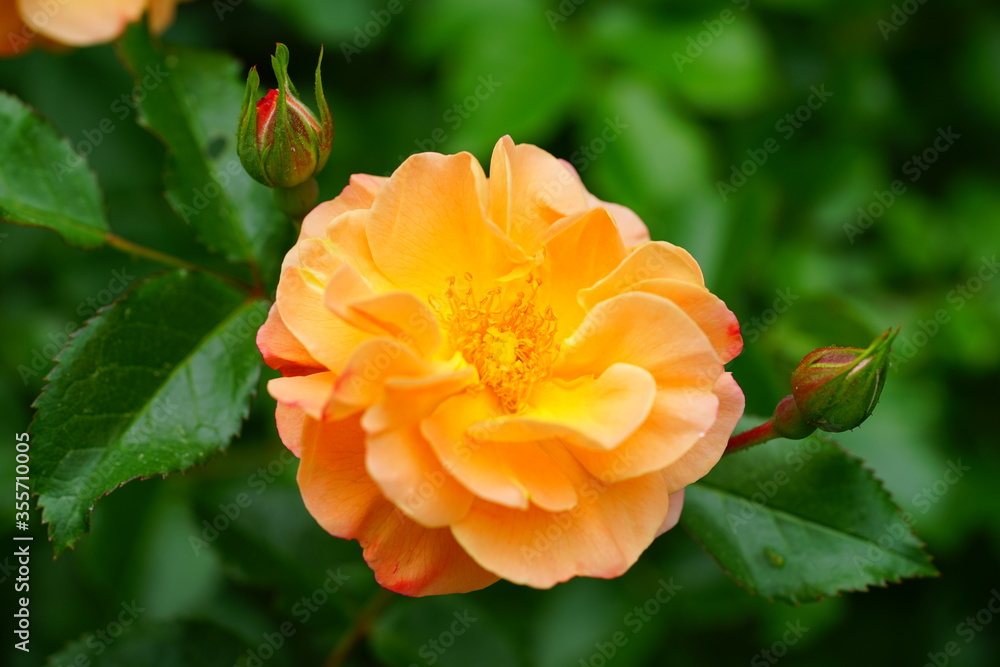Apricot orange rose flower growing in the garden Apricot orange rose flower growing in the garden
