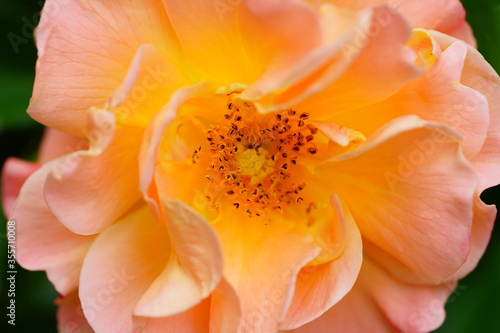 Apricot orange rose flower growing in the garden