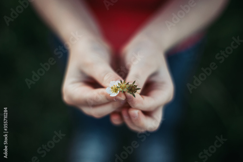 Closeup of child girl holding small white spring flowers in hands. Outdoors fun summer seasonal children activity. Kid child having fun. Happy childhood lifestyle. Care love for nature.