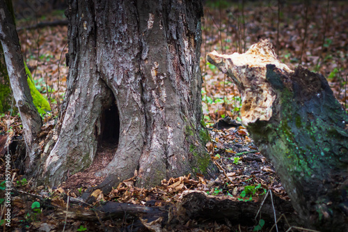 Tree trunk with a den dug in it