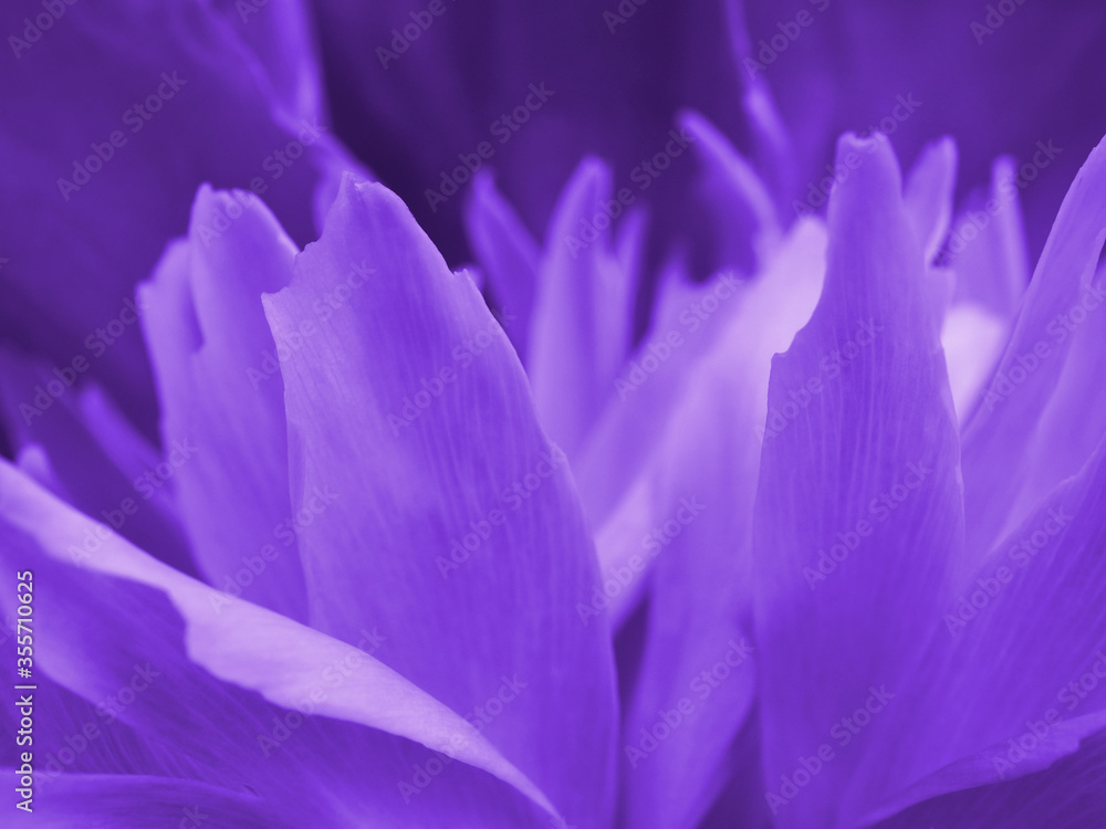 Violet wallpaper or backdrop from flower petals. Deep purple tinted floral background. Peony flowering close-up. Dark lilac natural pattern Violet wallpaper or backdrop from flower petals. Deep purple tinted floral background. Peony flowering close-up. Dark lilac natural pattern