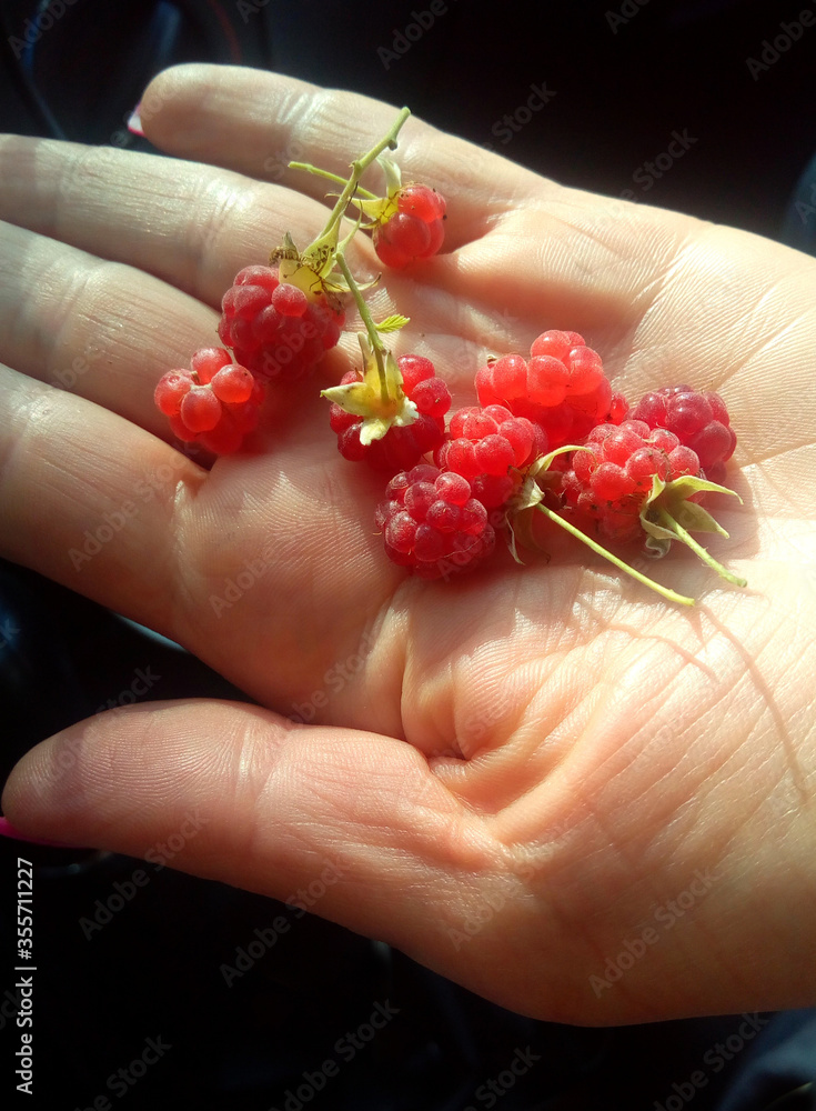 Forest raspberries on the girl s hand. Karelia Russia Forest raspberries on the girl s hand. Karelia Russia