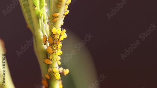 Close-up aphid pest infestation on oleander plant. Selective focus, blurry dark background