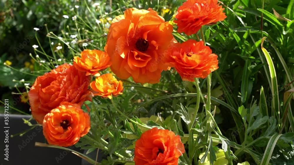 Double flowers of an orange oriental poppy (papaver orientale) moving slightly in a summer breeze
Double flowers of an orange oriental poppy (papaver orientale) moving slightly in a summer breeze