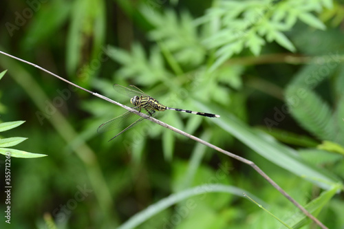 dragonfly on leaf branch