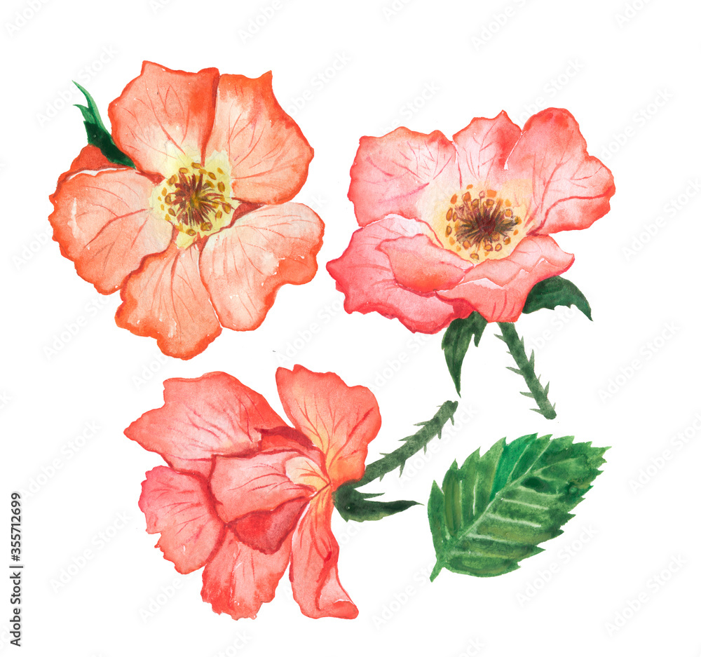 Rosehip watercolor flowers. Spring flowers. Rosehip watercolor flowers. Spring flowers.