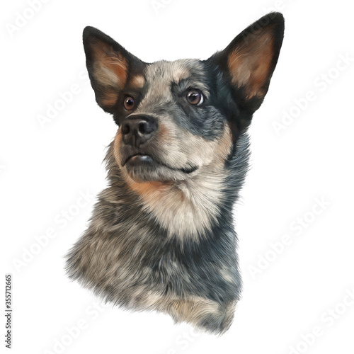 Canvastavla Australian Cattle Dog isolated on white background