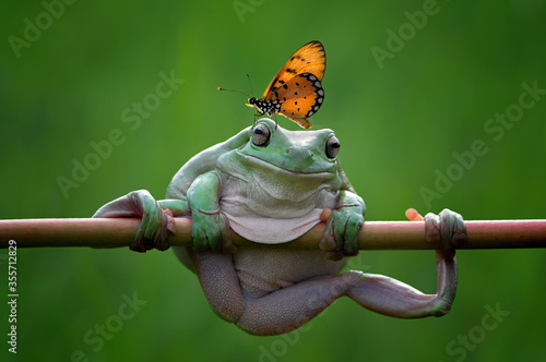 butterfly on the frog