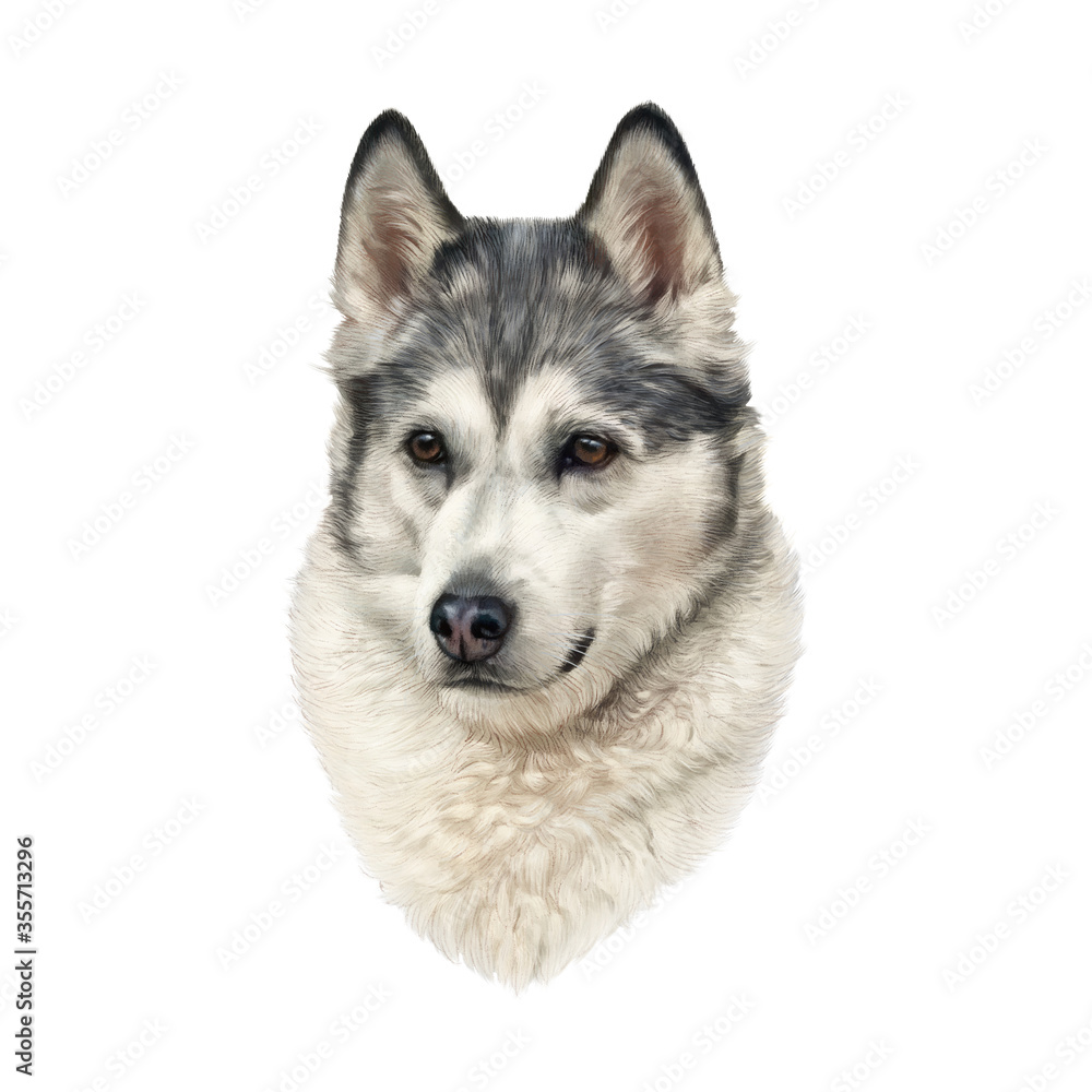 Portrait of Siberian husky isolated on white background, Alaskan Klee Kai. Wolfdog. Dog is man's best friend. Watercolor Animal art collection: Dogs. Hand Painted Illustration of Pet. Good for T shirt